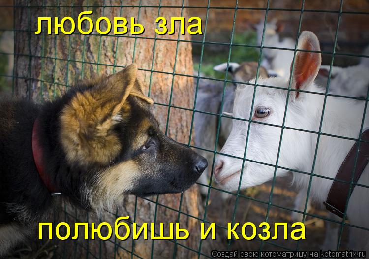Котоматрица: любовь зла полюбишь и козла