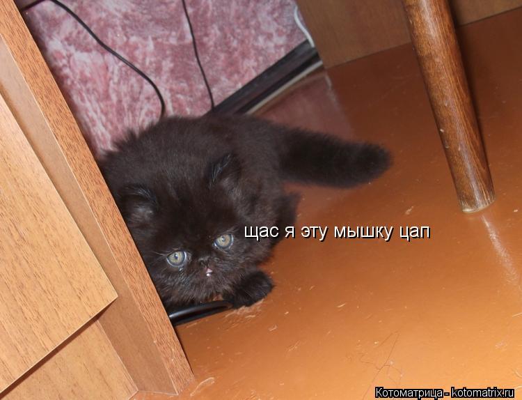 Котоматрица: щас я эту мышку цап