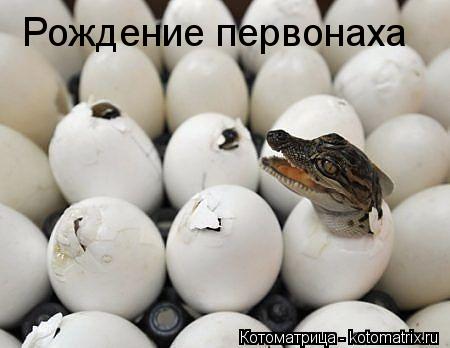 Котоматрица: Рождение первонаха
