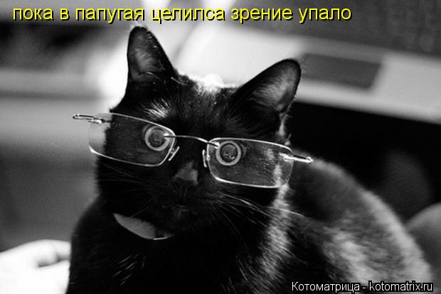Котоматрица: пока в папугая целилса зрение упало