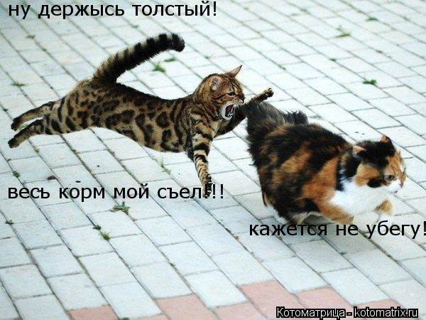 Котоматрица: ну держысь толстый! весь корм мой съел!!! кажется не убегу!