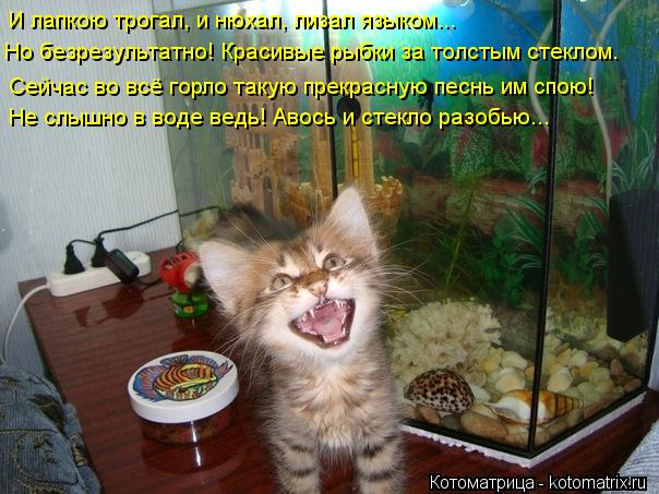 И лапкою трогал, и нюхал, лизал языком... Но безрезультатно! Красивые рыбки за толстым стеклом. Не сл... Котоматрица: И лапкою трогал, и нюхал, лизал языком... Но безрезультатно! Красивые рыбки за толстым стеклом. Не слышно в воде ведь! Авось и стекло разобью...