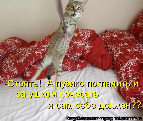 Котоматрица: -Стоять!  А пузико погладить и  за ушком почесать  я сам себе должен??