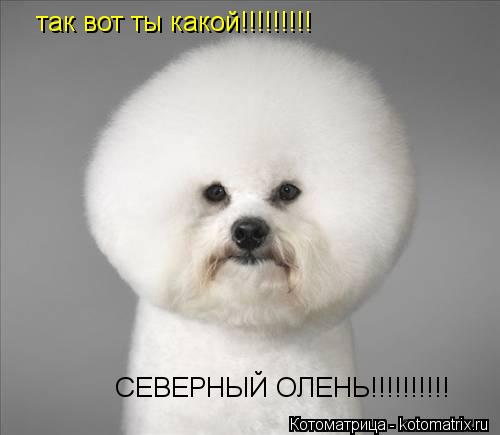 Котоматрица: так вот ты какой!!!!!!!!! СЕВЕРНЫЙ ОЛЕНЬ!!!!!!!!!!