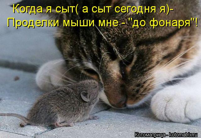 Котоматрица: Когда я сыт( а сыт сегодня я)- Проделки мыши мне - "до фонаря"!