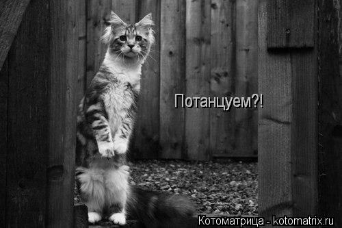 Котоматрица: Потанцуем?! Потанцуем?! Потанцуем?!