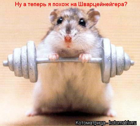 Котоматрица: Ну а теперь я похож на Шварцейнейгера?