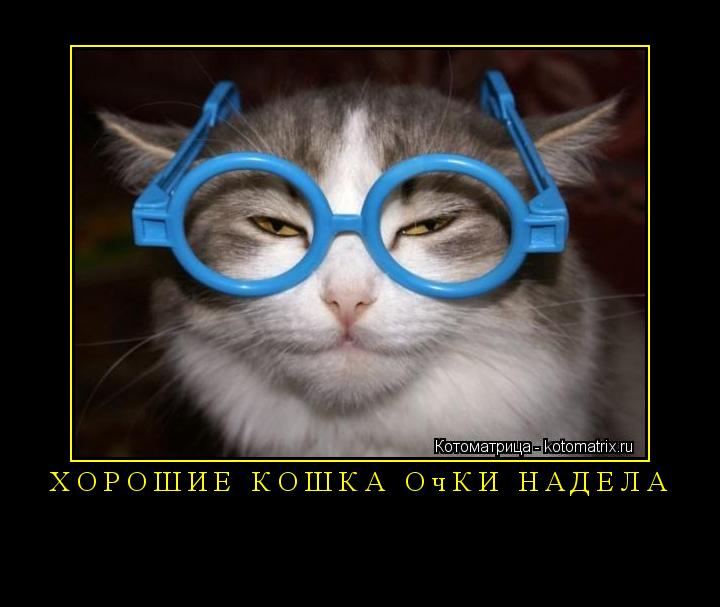 Котоматрица: Хорошие кошка очки надела 