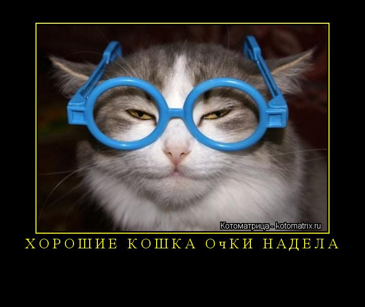 Хорошие кошка очки надела ... Котоматрица: Хорошие кошка очки надела