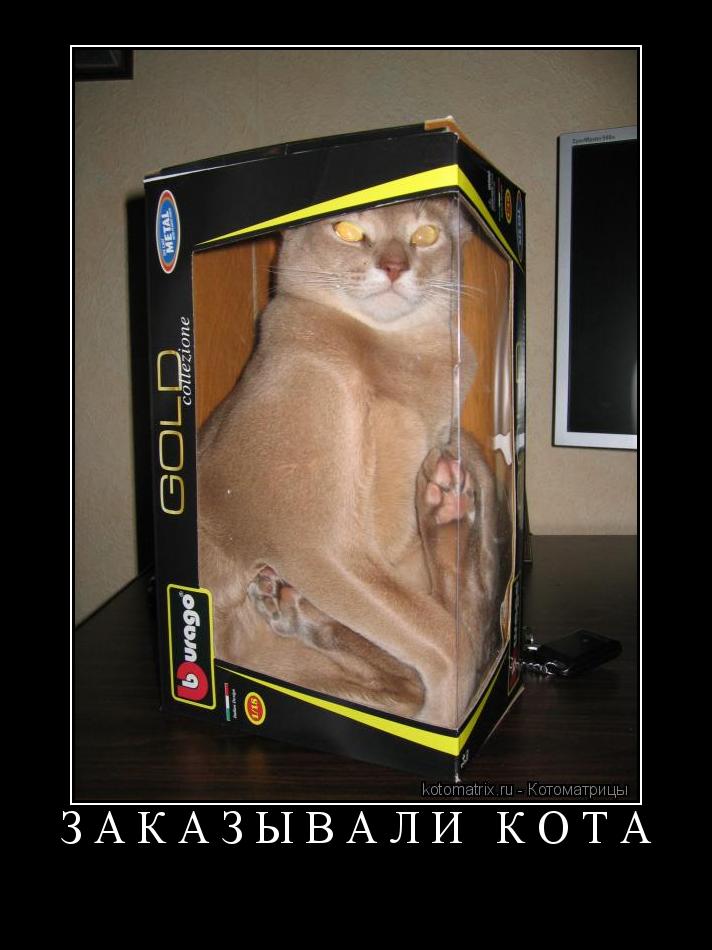 Заказывали Кота ... Котоматрица: Заказывали Кота