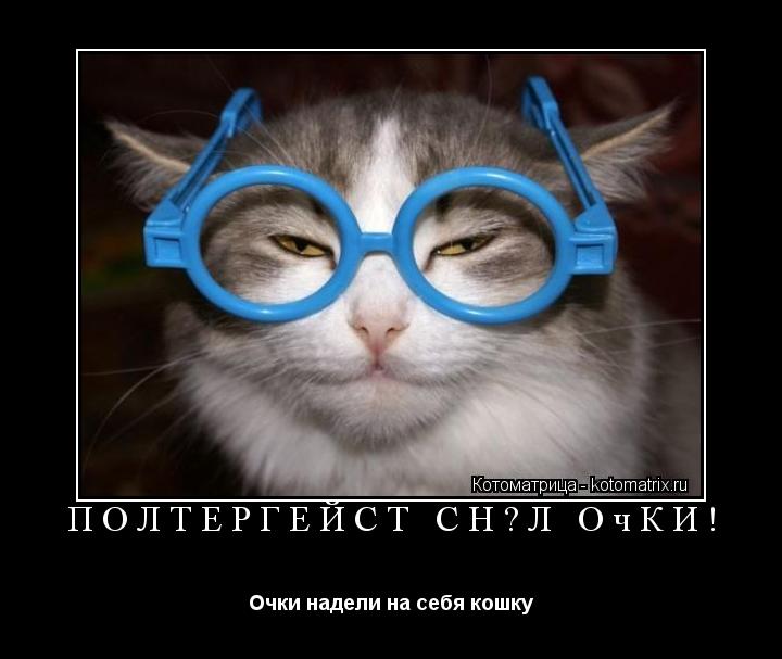 Полтергейст снял очки! Очки надели на себя кошку... Котоматрица: Полтергейст снял очки! Очки надели на себя кошку