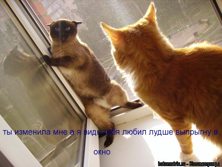 ты изменила мне а я видь тебя любил лудше выпрыгну в окно... Котоматрица: ты изменила мне а я видь тебя любил лудше выпрыгну в окно