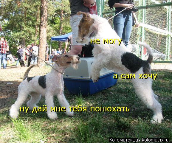 Котоматрица: ну дай мне тебя понюхать не могу а сам хочу