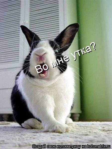 Котоматрица: Во мне утка?