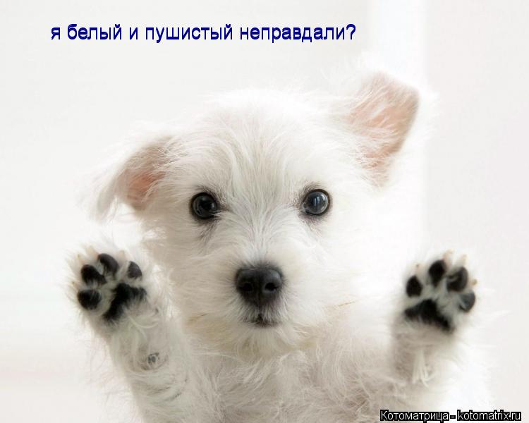 Котоматрица: я белый и пушистый неправдали? я белый и пушистый неправдали?