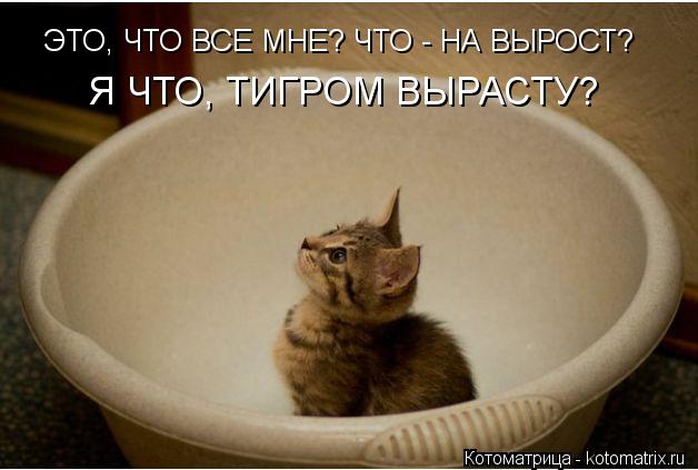 Котоматрица: ЭТО, ЧТО ВСЕ МНЕ? ЧТО - НА ВЫРОСТ? Я ЧТО, ТИГРОМ ВЫРАСТУ?