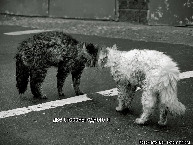 Котоматрица: две стороны одного я