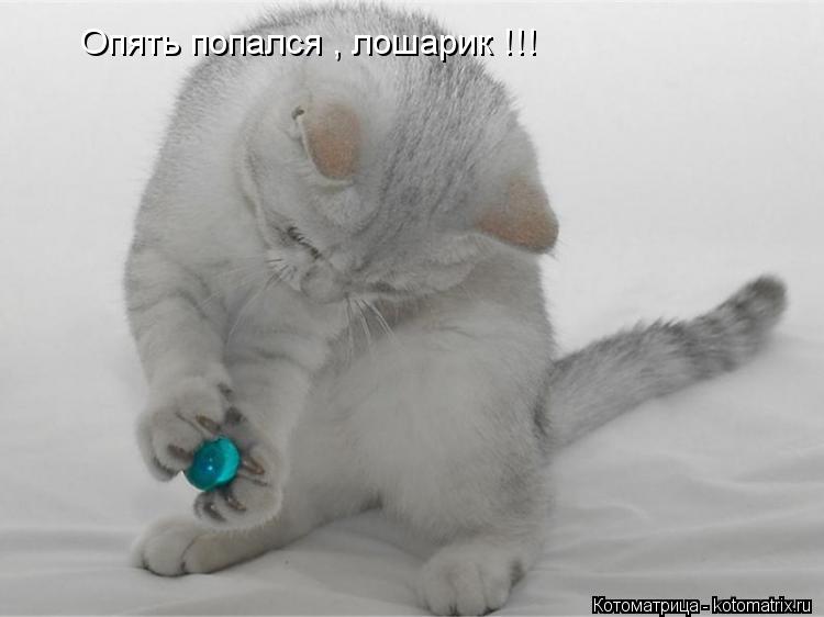 Котоматрица: Опять попался , лошарик !!!