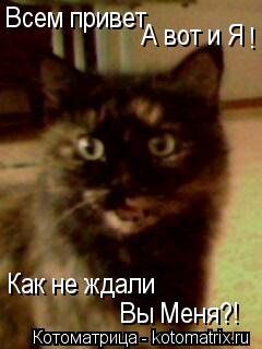 Всем привет А вот и Я Как не ждали Вы Меня?! !... Котоматрица: Всем привет А вот и Я Как не ждали Вы Меня?! !