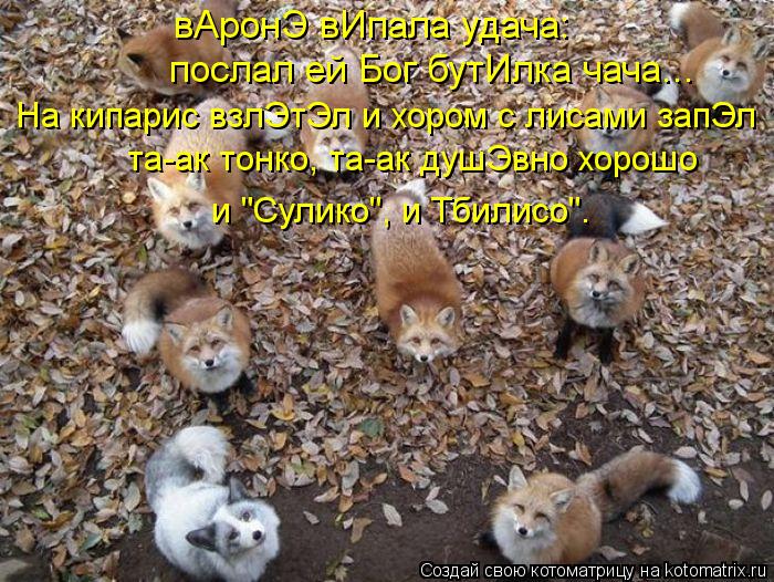Котоматрица: вАронЭ вИпала удача: послал ей Бог бутИлка чача... та-ак тонко, та-ак душЭвно хорошо  и "Сулико", и Тбилисо". На кипарис взлЭтЭл и хором с лисами 