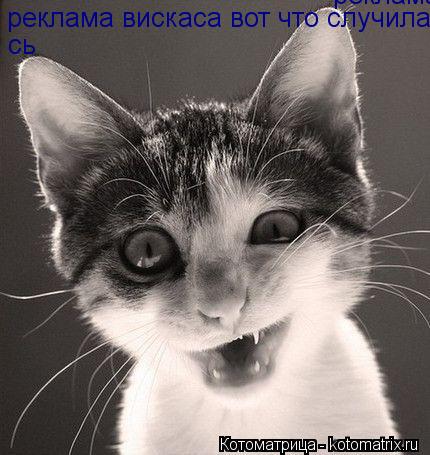 Котоматрица: реклама вискаса вот что случилась с бедным васенькой реклама вискаса вот что случилась с бедным васенькой сь