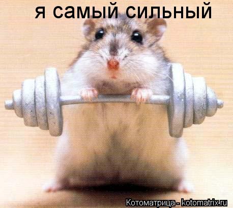 Котоматрица: я самый сильный