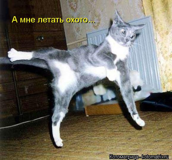 Котоматрица: А мне летать охото...