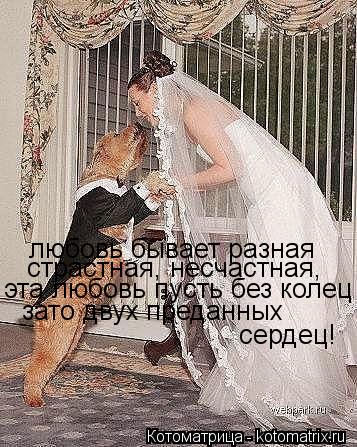 Котоматрица: любовь бывает разная страстная, несчастная, эта любовь пусть без колец зато двух преданных  сердец!