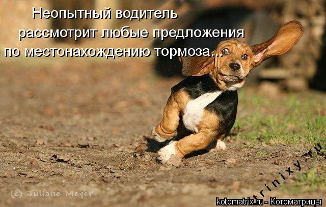 Неопытный водитель рассмотрит любые предложения по местонахождению тормоза...... Котоматрица: Неопытный водитель рассмотрит любые предложения по местонахождению тормоза...