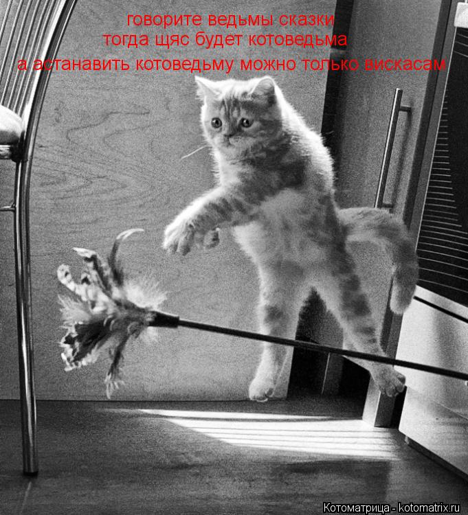 говорите ведьмы сказки тогда щяс будет котоведьма а астанавить котоведьму можно только вискасам... Котоматрица: говорите ведьмы сказки тогда щяс будет котоведьма а астанавить котоведьму можно только вискасам