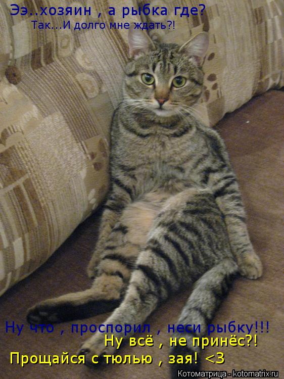 Котоматрица: Ээ..хозяин , а рыбка где? Так...И долго мне ждать?!  Ну что , проспорил , неси рыбку!!! Ну всё , не принёс?!  Прощайся с тюлью , зая! <З