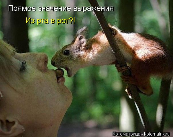 Прямое значение выражения Из рта в рот?!... Котоматрица: Прямое значение выражения Из рта в рот?!