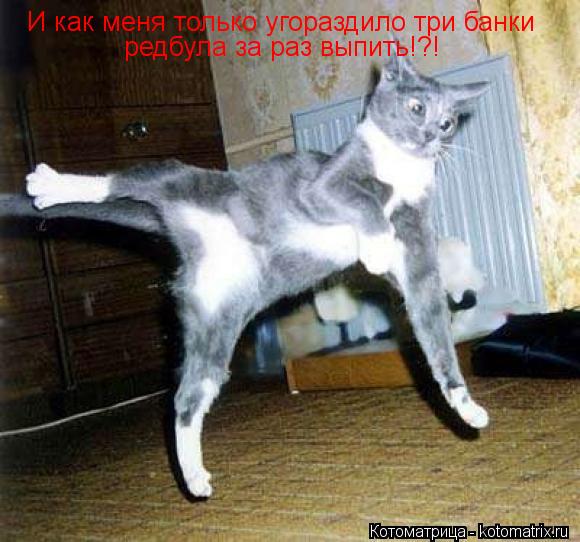 Котоматрица: И как меня только угораздило три банки редбула за раз выпить!?!