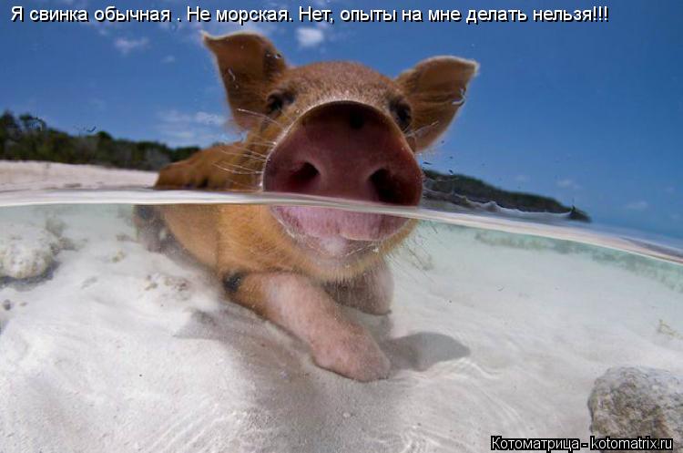 Котоматрица: Я свинка обычная . Не морская. Нет, опыты на мне делать нельзя!!!