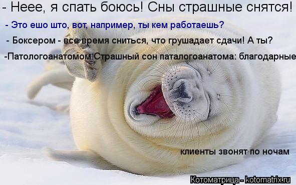 Котоматрица: - Неее, я спать боюсь! Сны страшные снятся! - Это ешо што, вот, например, ты кем работаешь? - Боксером - все время сниться, что грушадает сдачи! А 