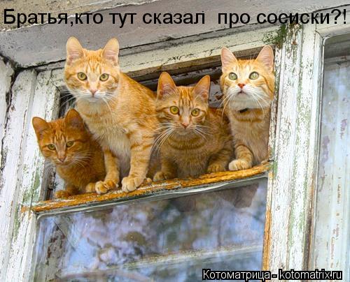 Котоматрица: Братья,кто тут сказал  про сосиски?!
