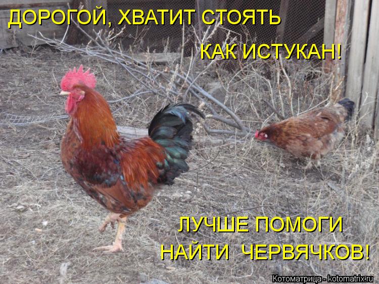 Котоматрица: ДОРОГОЙ, ХВАТИТ СТОЯТЬ  КАК ИСТУКАН! ЛУЧШЕ ПОМОГИ   НАЙТИ  ЧЕРВЯЧКОВ!