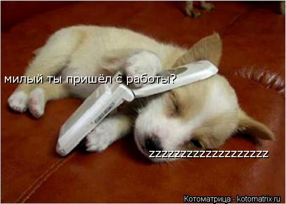 Котоматрица: милый ты пришёл с работы? zzzzzzzzzzzzzzzzzzz
