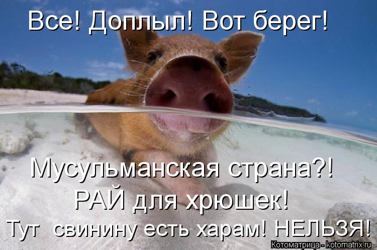 Легенда почему мусульмане не едят свинину Легенда почему мусульмане не едят свинину