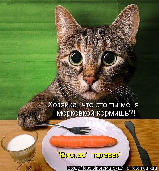 Хозяйка, что это ты меня морковкой кормишь?! "Вискас" подавай!... Котоматрица: Хозяйка, что это ты меня морковкой кормишь?! "Вискас" подавай!