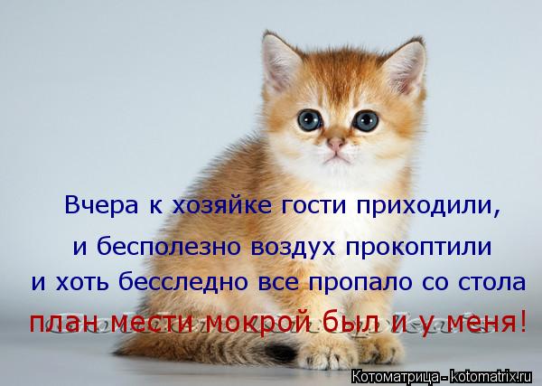Котоматрица: Вчера к хозяйке гости приходили, и бесполезно воздух прокоптили и хоть бесследно все пропало со стола план мести мокрой был и у меня!