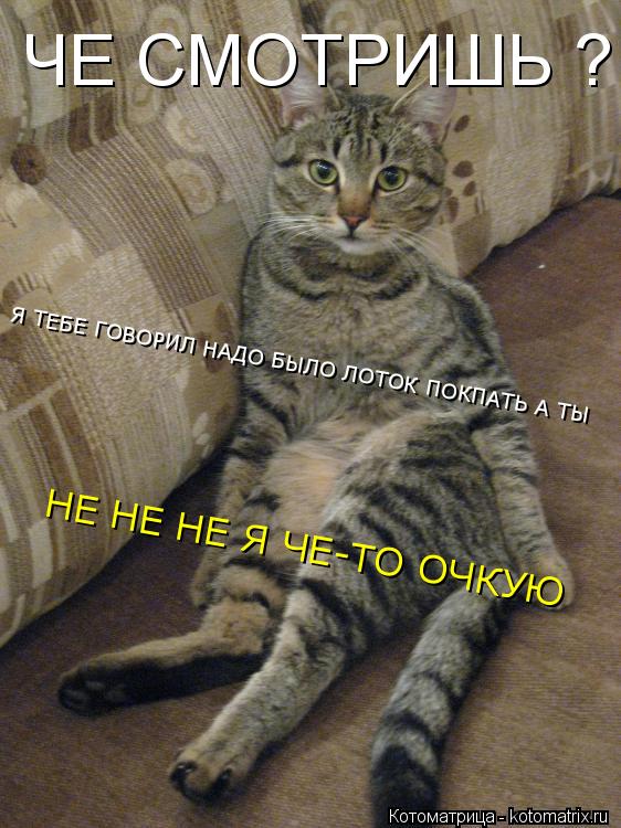 Я ТЕБЕ ГОВОРИЛ НАДО БЫЛО ЛОТОК ПОКПАТЬ А ТЫ НЕ НЕ НЕ Я ЧЕ-ТО ОЧКУЮ ЧЕ СМОТРИШЬ ?... Котоматрица: Я ТЕБЕ ГОВОРИЛ НАДО БЫЛО ЛОТОК ПОКПАТЬ А ТЫ НЕ НЕ НЕ Я ЧЕ-ТО ОЧКУЮ ЧЕ СМОТРИШЬ ?