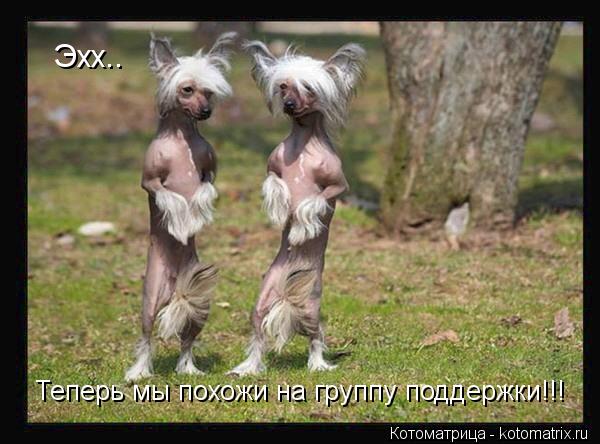 Эхх.. Теперь мы похожи на группу поддержки!!!... Котоматрица: Эхх.. Теперь мы похожи на группу поддержки!!!