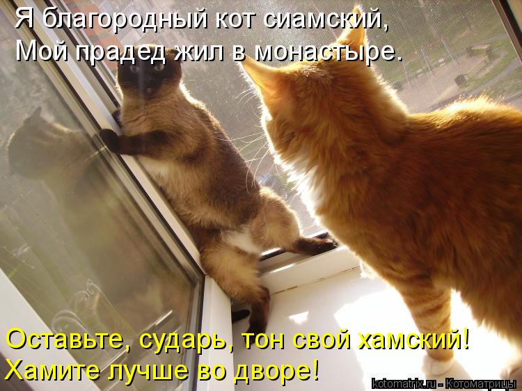 Котоматрица: Я благородный кот сиамский,  Мой прадед жил в монастыре.  Хамите лучше во дворе! Оставьте, сударь, тон свой хамский!