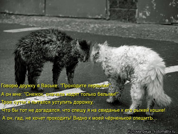 Говорю дружку я Ваське: "Проходите первыми!", А он мне: "Снежок, сначала ходят только белыми!" Трое с... Котоматрица: Говорю дружку я Ваське: "Проходите первыми!", А он мне: "Снежок, сначала ходят только белыми!" Трое суток я пытался уступить дорожку, Что бы тот