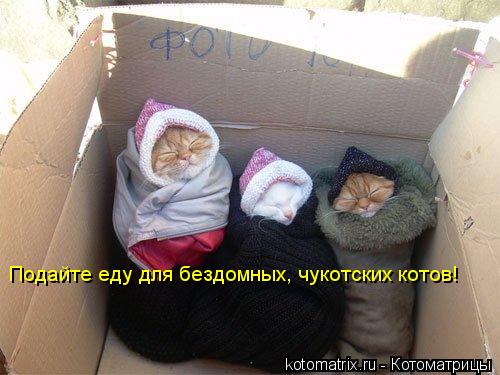 Котоматрица: Подайте еду для бездомных, чукотских котов!