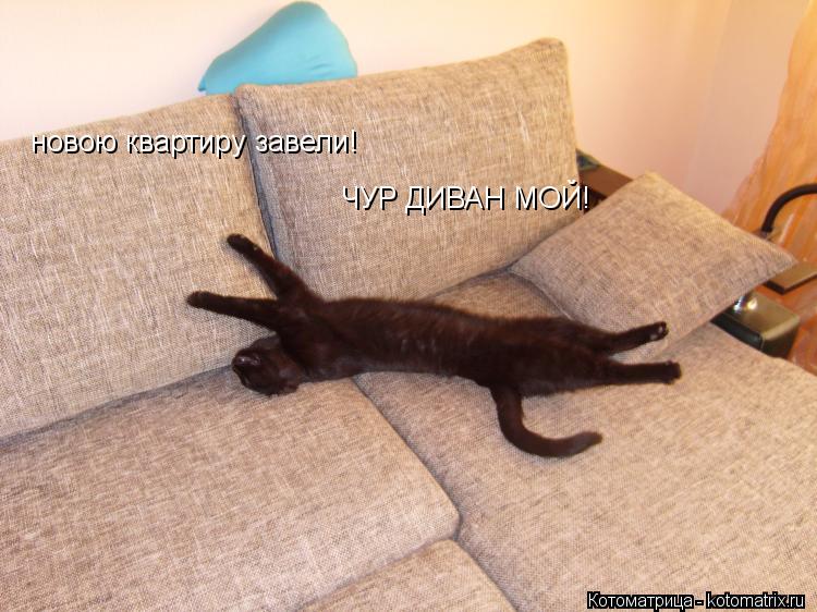 новою квартиру завели! ЧУР ДИВАН МОЙ!... Котоматрица: новою квартиру завели! ЧУР ДИВАН МОЙ!