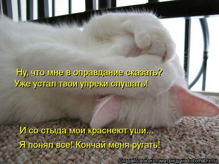 Котоматрица: Ну, что мне в оправдание сказать? Уже устал твои упреки слушать! И со стыда мои краснеют уши... Я понял все! Кончай меня ругать!