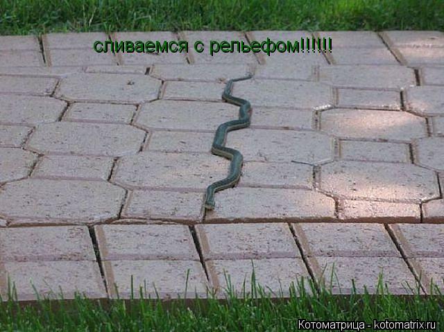 Котоматрица: сливаемся с рельефом!!!!!!