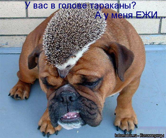 Котоматрица: У вас в голове тараканы? А у меня ЕЖИ...